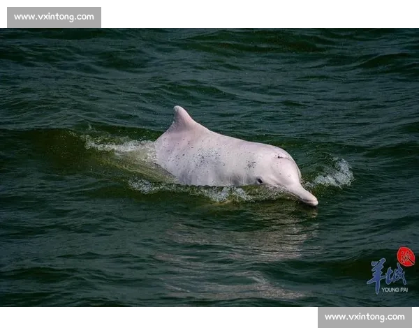 海焰之灵亮相!白海豚跃浪燃动湾区全运激情